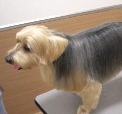 チップ君