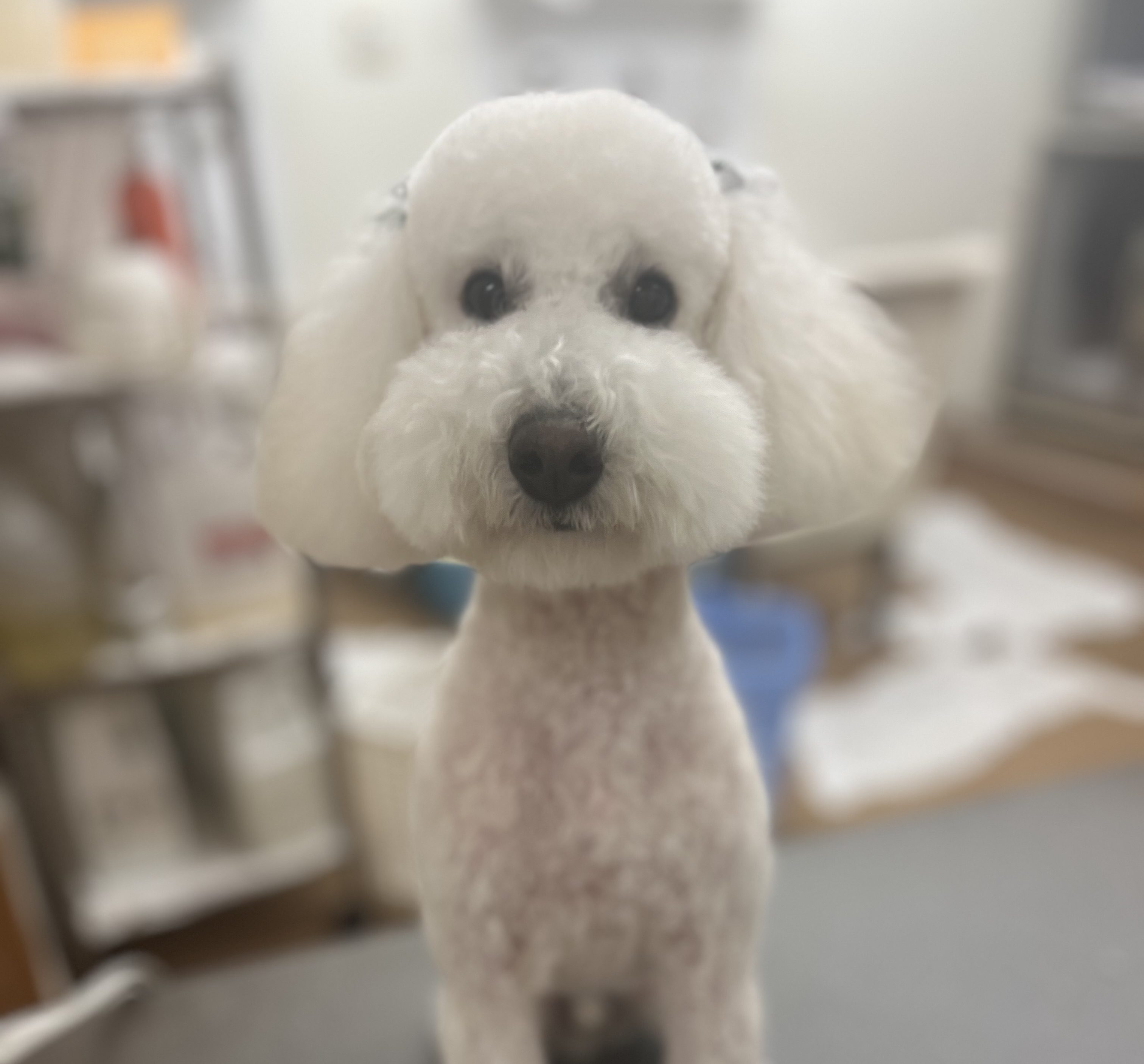 アポロくん