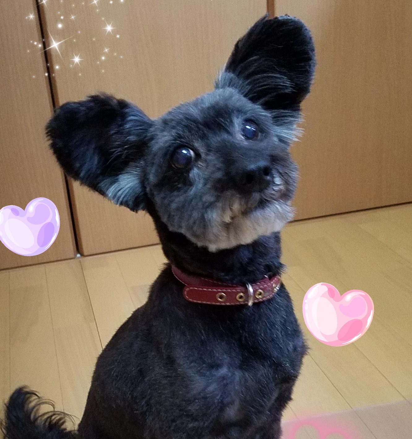 華音ちゃん