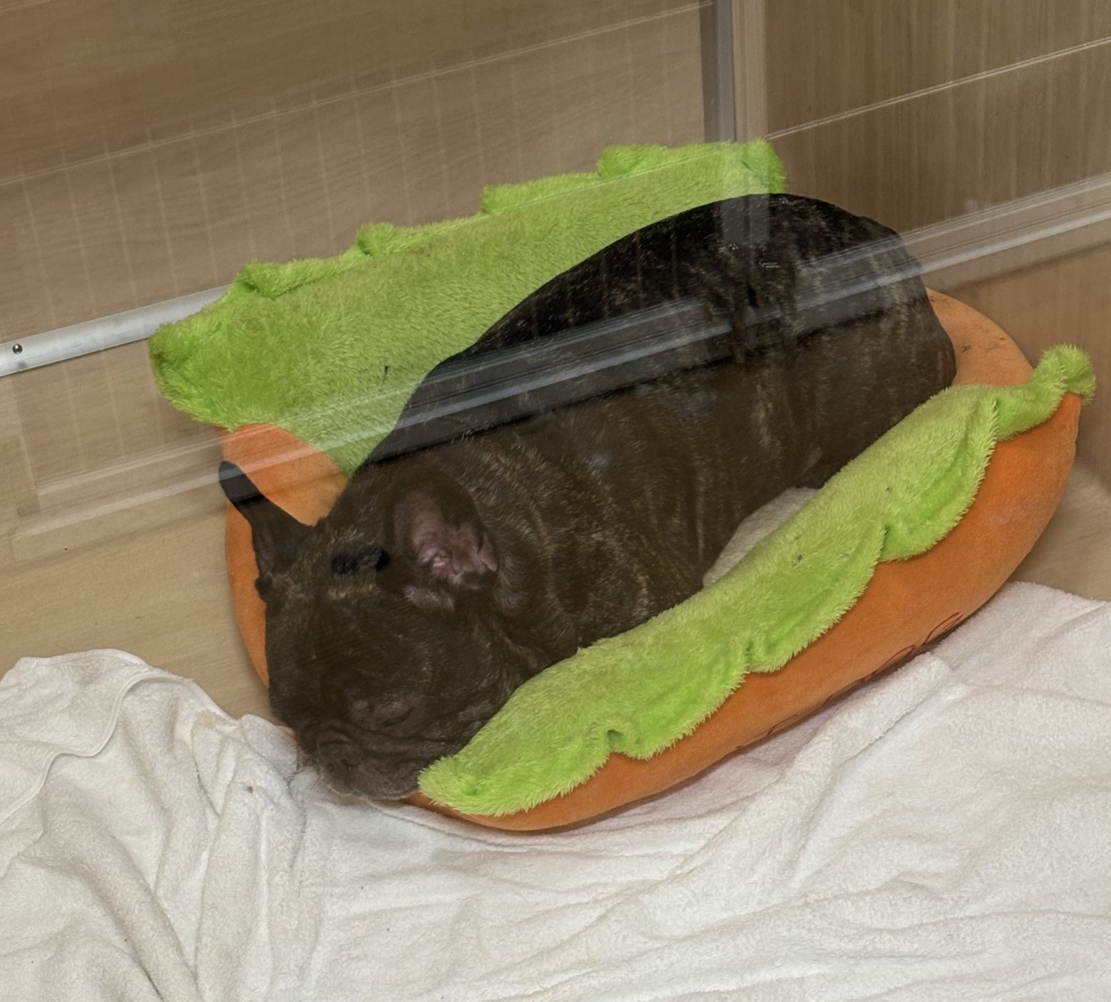 アシスタント　古川